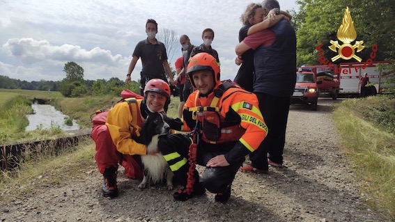 galliate cane salvato 1