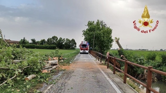 piante. sradicate jpeg