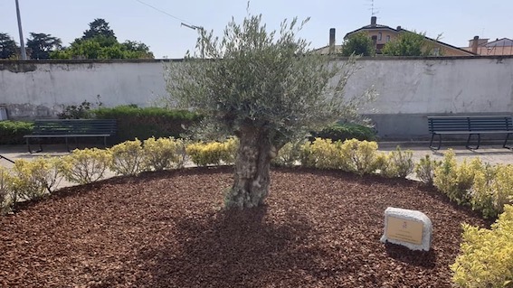 galliate ulivo covid