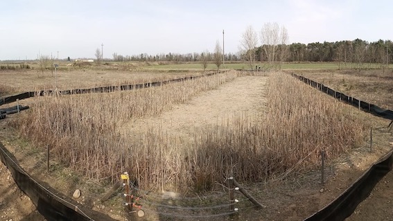 cameri pelobate barriere