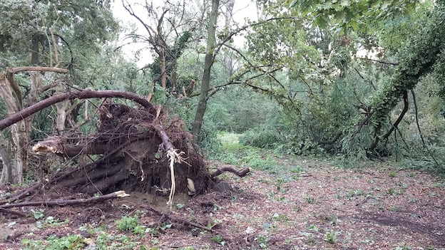 burchivf borgolavezzaro