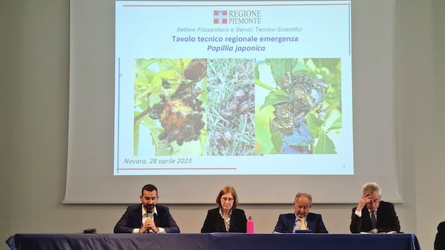 novara tavolo popillia japonica