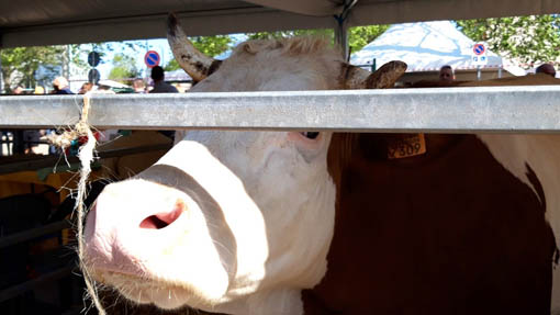 oleggio fiera agricola 2019