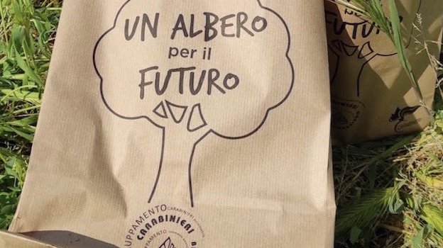 albero per ambiente novara