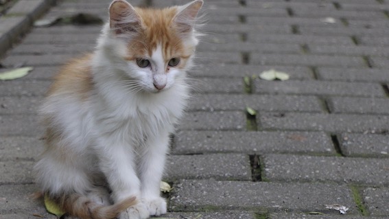 gatto strada
