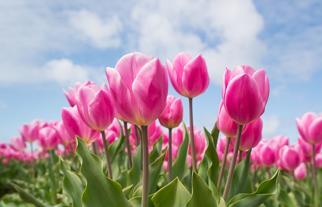 tulipani