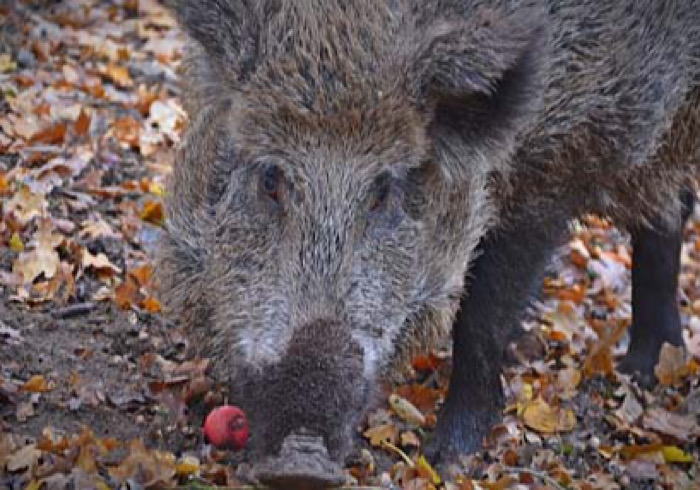 Stop agli animali dalla Germania: Coldiretti preoccupata per il dilagare della peste suina
