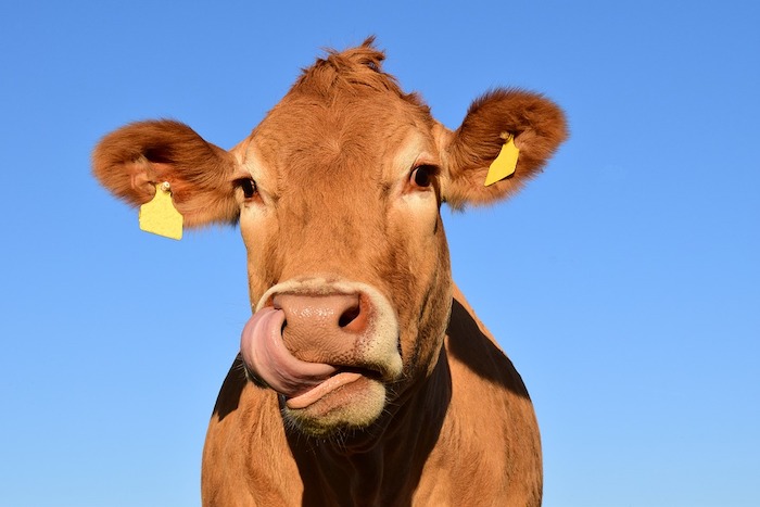 Rilancio comparto bovini: Coldiretti propone alla Regione sei azioni immediate